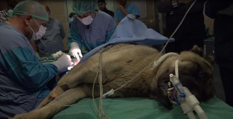 Adana'da vurulan Kangal köpeği, Kayseri'de tedavi edildi