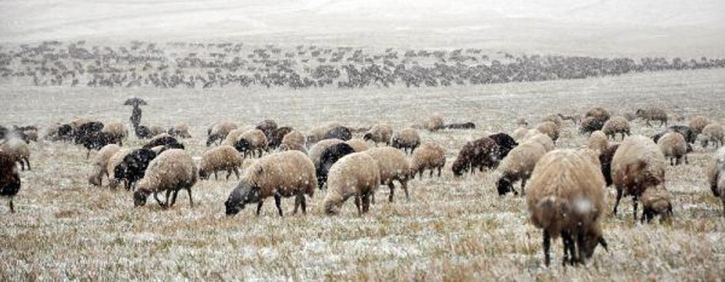 Kars'ta etkili olan kar, göçerlere zor anlar yaşattı