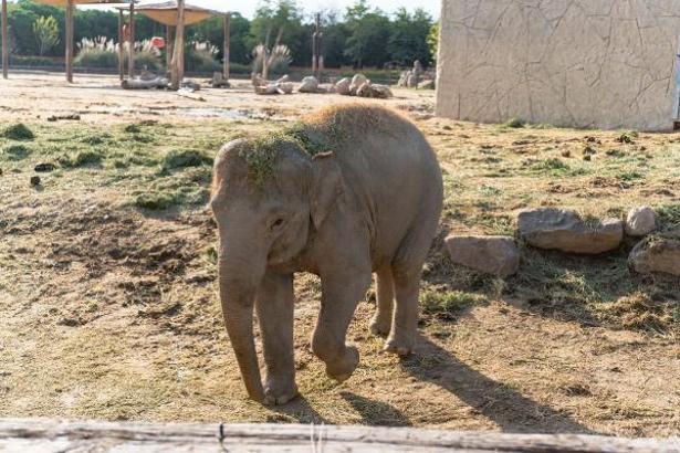 Doğal Yaşam Parkı'nın fili Deniz Gaziantep'e gidiyor