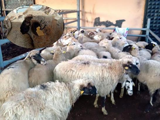 Kırklareli'ye kaçak hayvan getiren 2 kişiye 68 bin lira ceza