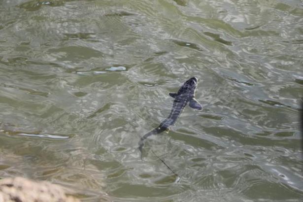 Çipli mersin balıkları, Yeşilırmak'a bırakıldı