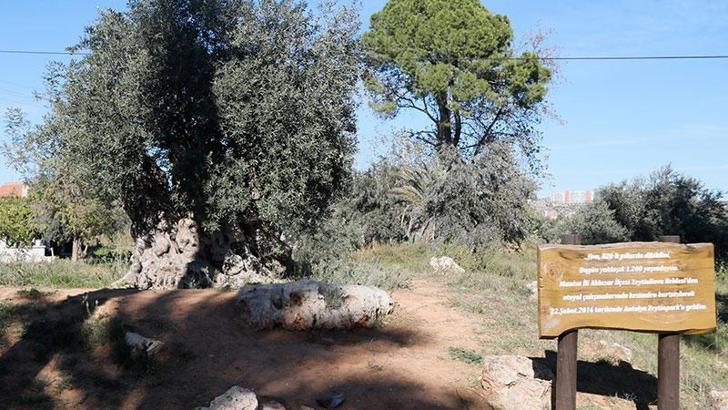 Kuraklıktan 1200 yaşındaki anıt ağaç da etkilendi, verimi yarı yarıya azaldı