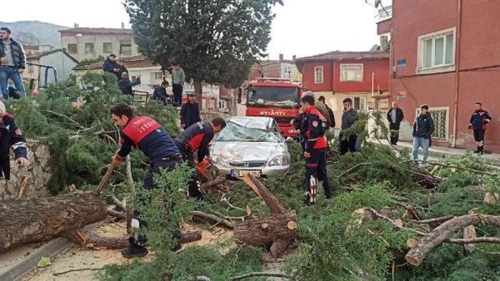 Amasya'da kuvvetli rüzgar; ağaç, otomobilin üzerine devrildi