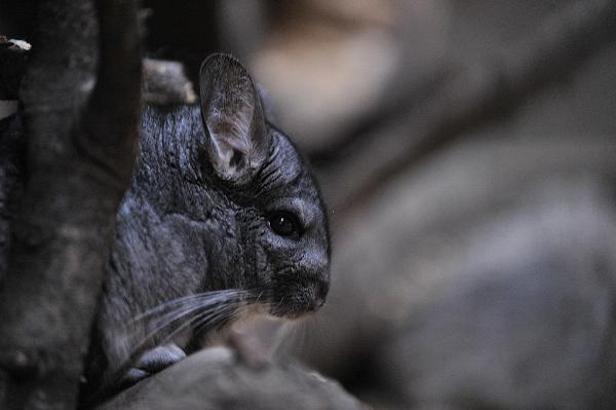 Bursa Hayvanat Bahçesi'ne 2 yeni tür; 137 oldu