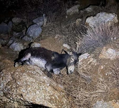 Çankırı'da kayalıklara düşen eşek kurtarıldı