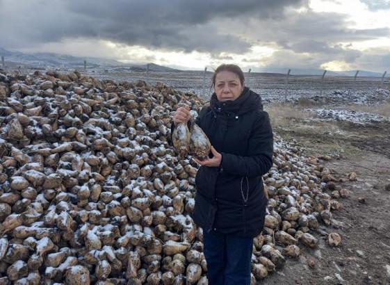 Şeker pancarında rekolte hedefi 100 bin ton