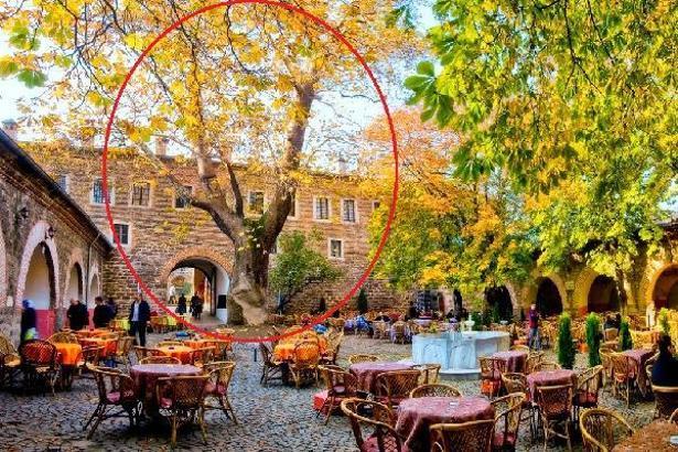 Tarihi handaki 250 yıllık çınar ağacı, lodos nedeniyle devrildi (2)