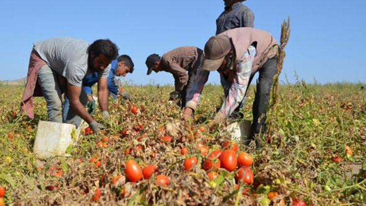 Emine Erdoğan'dan 'Ayaş domatesi' paylaşımı