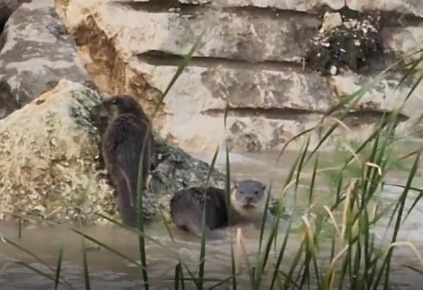 Nesli tehlikedeki su samurları Kirmasti Deresi'nde görüldü