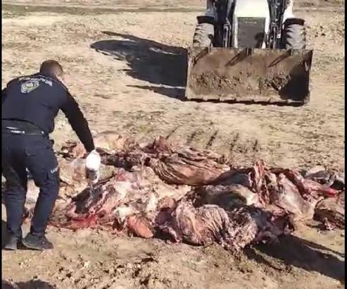 Batman’da kaçak kesilen bin 150 kilo et imha edildi