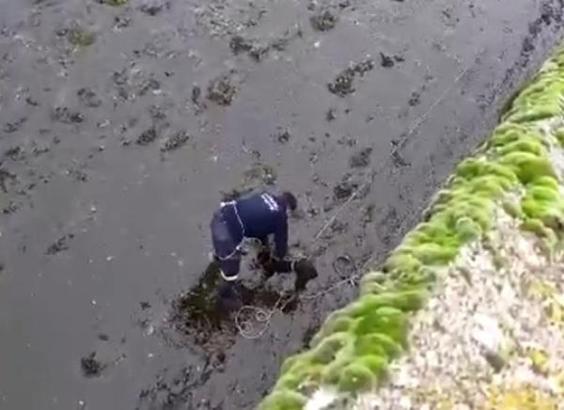 Sulama barajına düşen köpeği itfaiye kurtarıldı