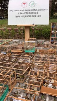 Edirnekapı'da satılan avlanması yasak kuşlara el konuldu