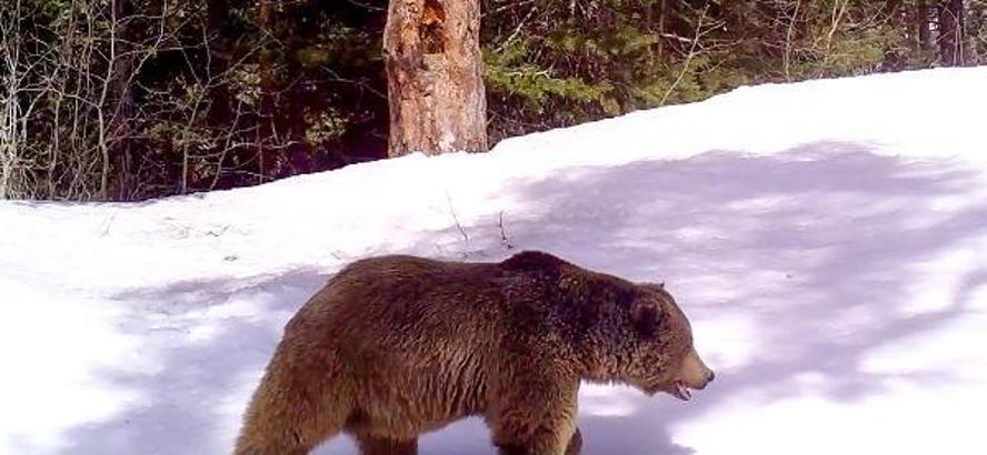 Sarıkamış ormanlarında takip edilen 8 ayıdan 6'sı kış uykusuna yattı (2)- Yeniden