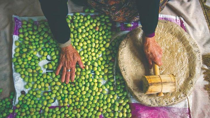 Türkiye'nin geleneksel zeytin yetiştiriciliği, UNESCO'ya alındı