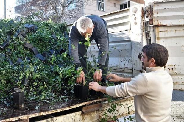 Büyükşehir’den üreticiye kuşburnu fidanı desteği