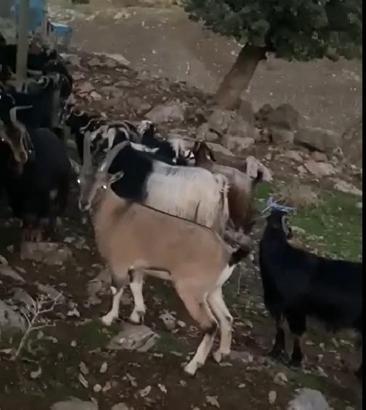 Keçi sürüsüne karışan dağ keçisi kamerada