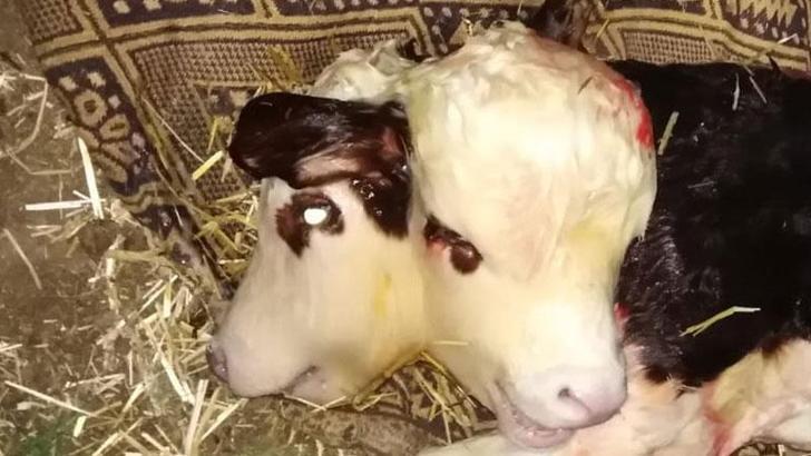 Çift başlı dünyaya gelen buzağı, 1 saat sonra öldü