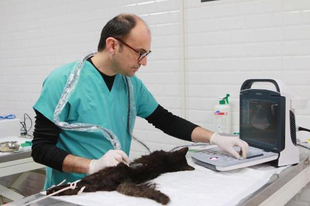 Bayraklı'da son 4,5 yılda 20 bin sokak hayvanına sağlık hizmeti