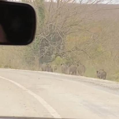 Samsun'da yol kenarına inen domuz sürüsü görüntülendi