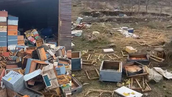 Sivas'ta ayı 50 kovanı parçalayıp, balları yedi