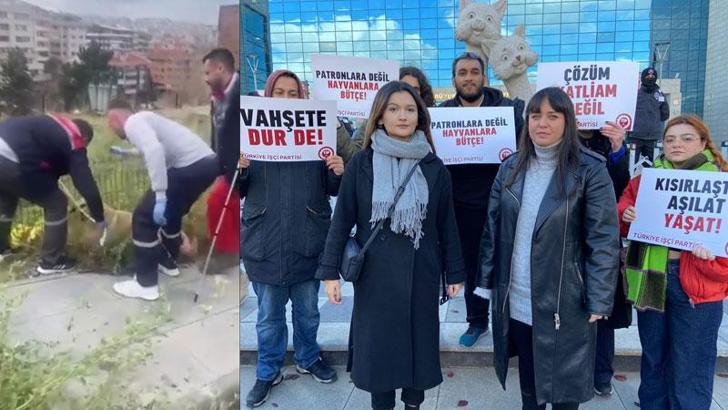 Ankara'da sokak köpeklerinin toplanmasına tepki