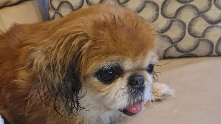 Dublin Havalimanı’na terk edilen küçük köpek sahiplendirildi