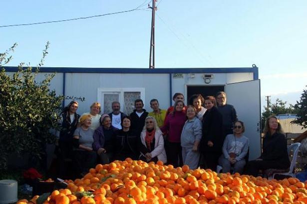 Karaburun'daki 'Turuncu Dayanışma'yla üreticinin mandalinası dalında kalmadı