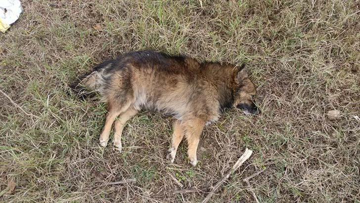Aydın'da zehirlenen köpek sayısı 30'a çıktı; 3 de ölü tilki bulundu