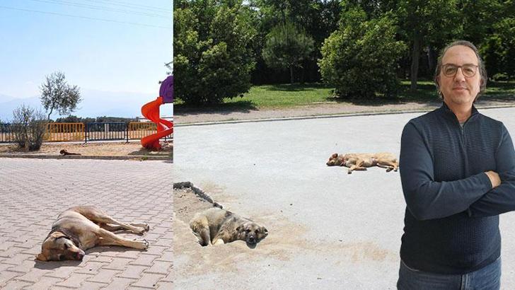 Prof. Dr. Şener: 2030-2040 yıllarında Türkiye'nin nüfusuna eş değer sokak hayvanıyla karşı karşıya kalabiliriz