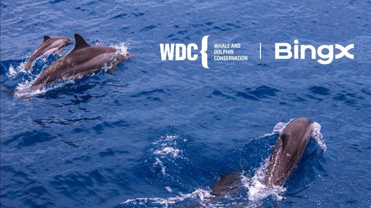 BingX Yardım Kuruluşu’ndan, ‘Balina ve Yunusları Koruma’ ile iş birliği