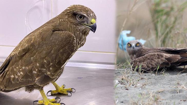 'Yırtıcı kuşlar tehdit altında, kayıtları girmeyin' çağrısı