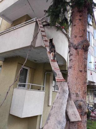 Kedisi için apartmanın balkonundan bahçeye merdiven yaptı