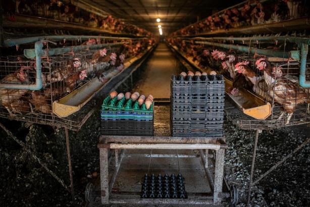 Rapor: 98 firmadan 59'u kafes yumurtasını terk edeceğini açıkladı