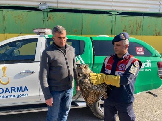 Malatya'da yaralı bulunan baykuş koruma altına alındı