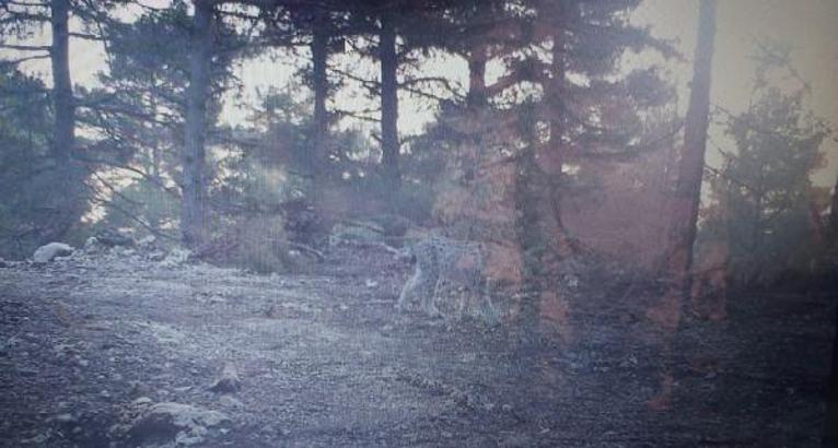 Mersin'de fotokapana vaşak yakalandı