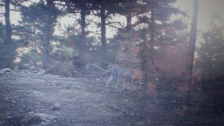 Mersin'de fotokapana vaşak yakalandı