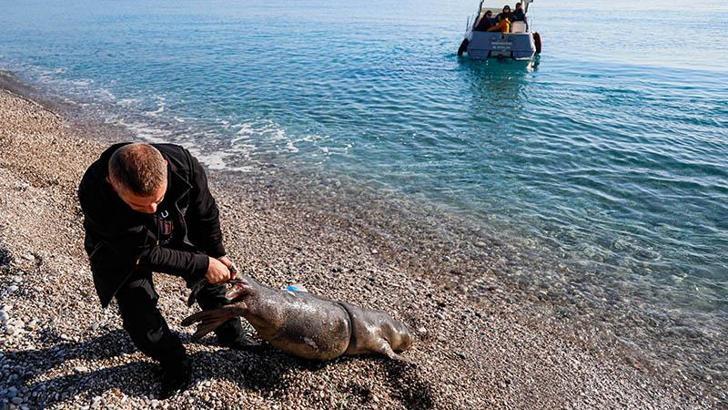 Antalya'nın Konyaaltı sahili açıklarında ölü yavru Akdeniz foku bulundu