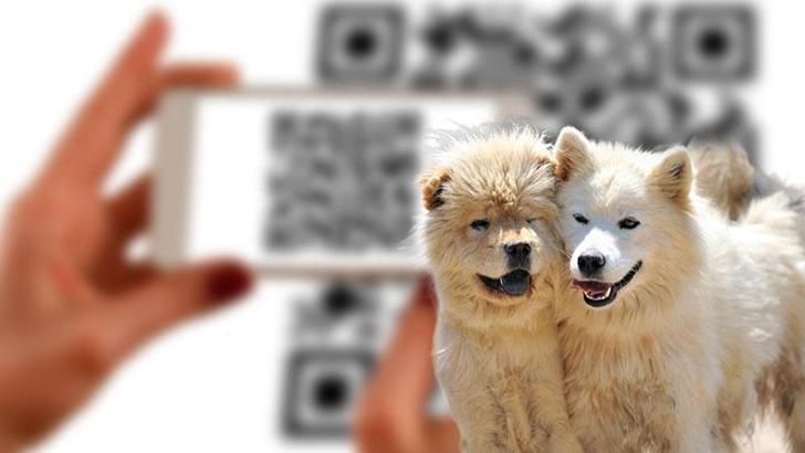 Kedi ve köpekler için istenen kuduz testlerine QR kodlu doğrulama