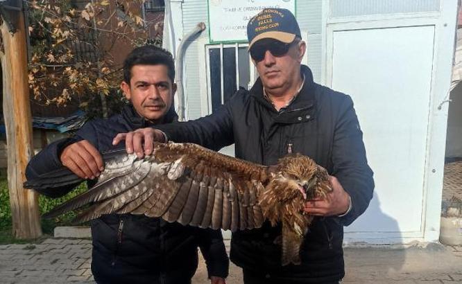 Yolda kenarında bulunan kızıl şahin tedaviye alındı