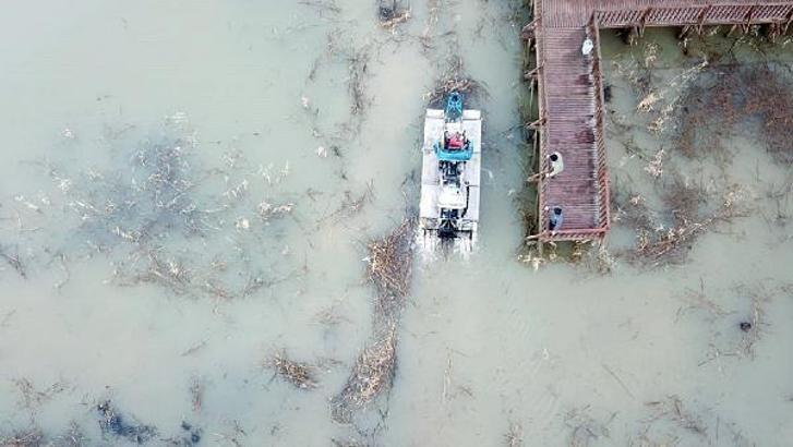 Efteni Gölü'nün yüzeyi temizleniyor