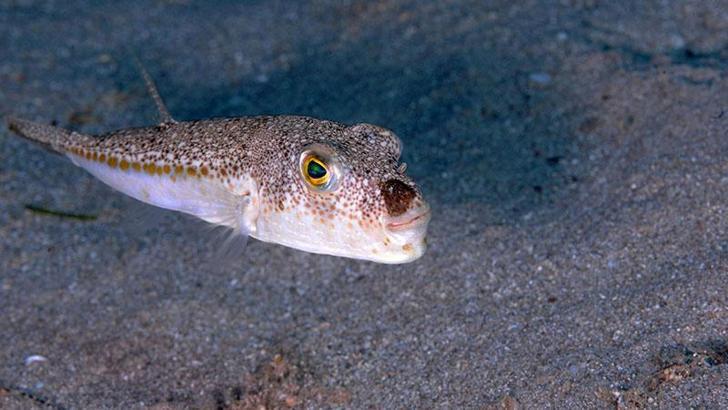 Sıcaklık artınca balon balığı da rota değiştirdi