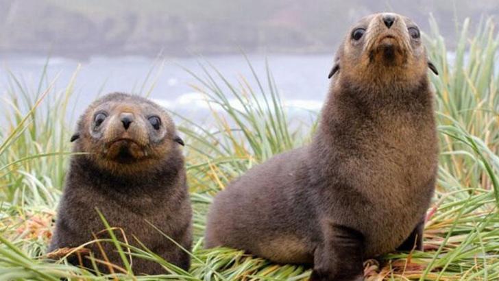Antarktika’daki foklarda ‘Kuş gribi’ ortaya çıktı