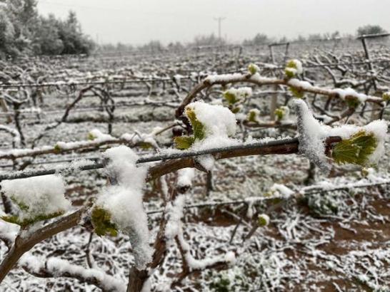 İzmir ve ilçeleri için 'zirai don' uyarısı