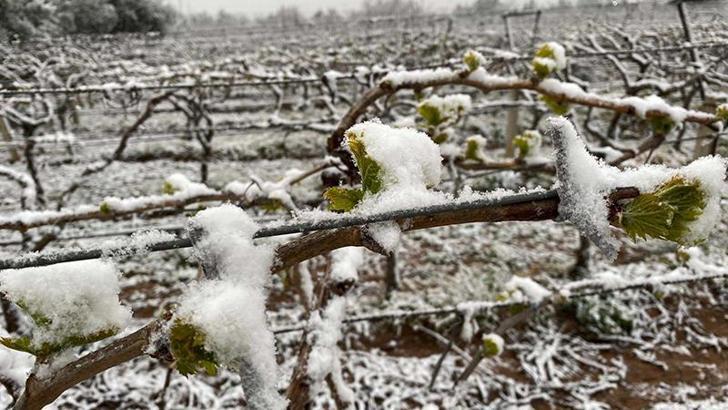 İzmir ve ilçeleri için 'zirai don' uyarısı