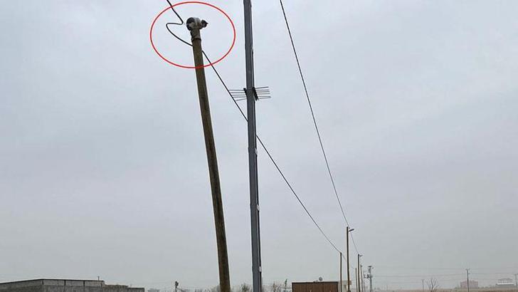 Köpekler kovalayınca çıktığı direkte mahsur kalan kediyi itfaiye kurtardı