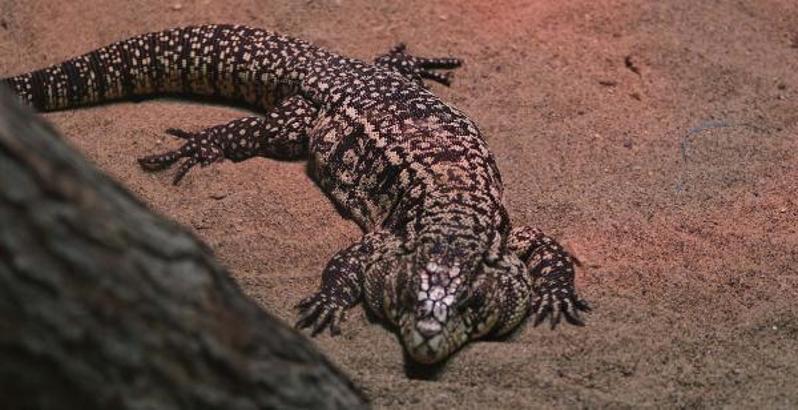 2023 yılında 453 hayvan, Gaziantep’te koruma altına alındı