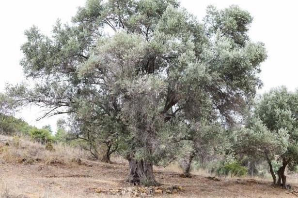 Başka Bir Tarım Sertifikası fide ve fidancılık alanında verilmeye başlandı