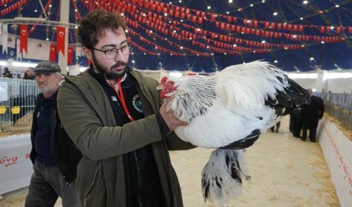 En büyük ve küçük horoz ırkları sergilendi