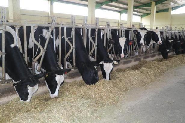 MAKÜ süt sığırcılığı işletmelerini belgelendiren yetkili kurum oldu