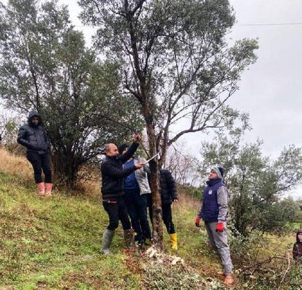 Türkiye’de en az zeytin Karadeniz bölgesinde yetişiyor